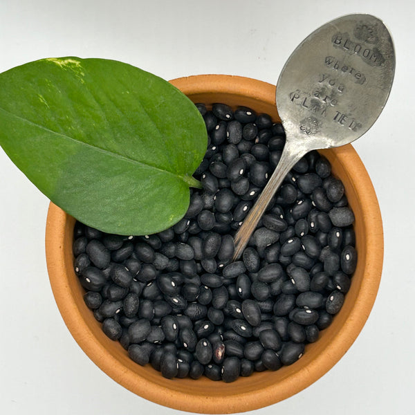 Plant Marker - Bloom where you are planted